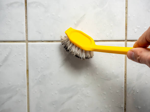 Trusted Grayville, IL Mold Removal Experts