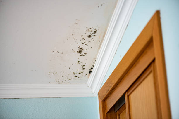 Best Mold Removal Near Me  in Grayvle, IL