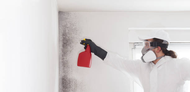 Best Toxic Mold Removal  in Grayvle, IL