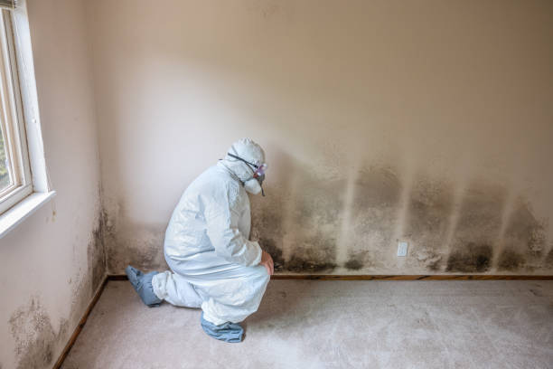 Best Attic Mold Removal  in Grayvle, IL